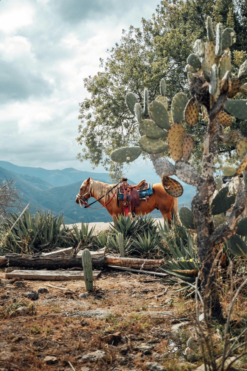 Horse in the sierra