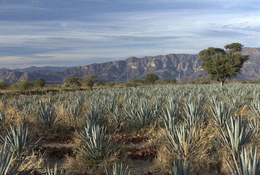 Agave fields